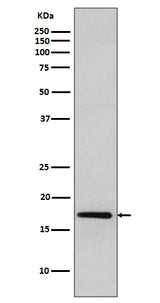 Anti-DNAJC15 Rabbit Monoclonal Antibody Boster Bio