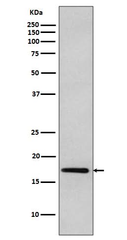 Anti-DNAJC15 Rabbit Monoclonal Antibody Boster Bio