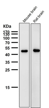Anti-AZI2 Rabbit Monoclonal Antibody Boster Bio