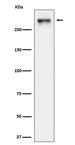 Anti-USP24 Rabbit Monoclonal Antibody Boster Bio