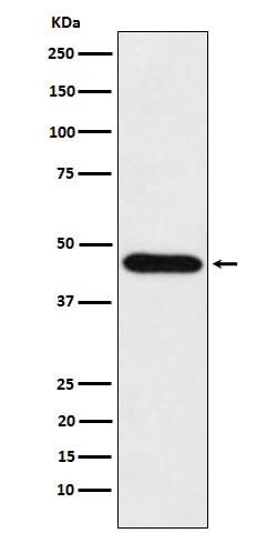 Anti-CDC123 Rabbit Monoclonal Antibody Boster Bio