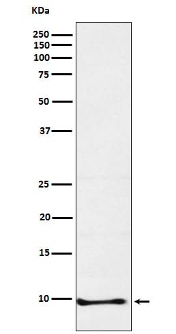 Anti-Neuronatin Rabbit Monoclonal Antibody Boster Bio