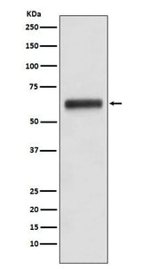 Anti-Human IgG3 IGHG3 Monoclonal Antibody Boster Bio