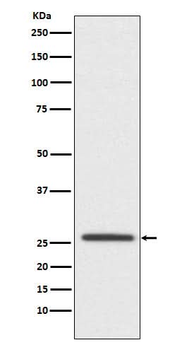 Anti-Claudin 11 CLDN11 Monoclonal Antibody Boster Bio