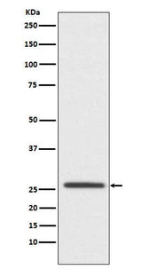 Anti-Claudin 11 CLDN11 Monoclonal Antibody Boster Bio