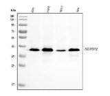Anti-NDFIP2 Antibody Picoband® (monoclonal, 10D6D7 Boster Bio