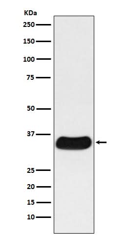 Anti-GAL4 Monoclonal Antibody Boster Bio