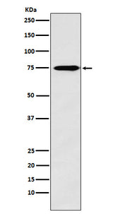 Anti-Synapsin II Rabbit Monoclonal Antibody Boster Bio