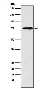 Anti-Synapsin II Rabbit Monoclonal Antibody Boster Bio