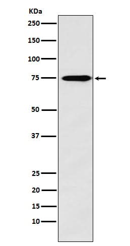 Anti-Synapsin II Rabbit Monoclonal Antibody Boster Bio