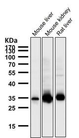 Anti-GAS2 Rabbit Monoclonal Antibody Boster Bio
