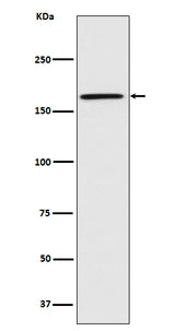 Anti-Caspr Monoclonal Antibody Boster Bio