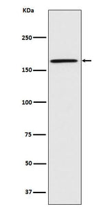 Anti-Caspr Monoclonal Antibody Boster Bio