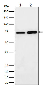 Anti-PREPL Rabbit Monoclonal Antibody Boster Bio