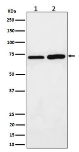 Anti-PREPL Rabbit Monoclonal Antibody Boster Bio