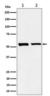 Anti-SNX4 Rabbit Monoclonal Antibody Boster Bio
