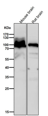 Anti-Alpha1 adaptin AP2A1 Monoclonal Antibody Boster Bio