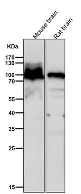 Anti-Alpha1 adaptin AP2A1 Monoclonal Antibody Boster Bio
