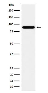 Anti-HOOK2 Rabbit Monoclonal Antibody Boster Bio