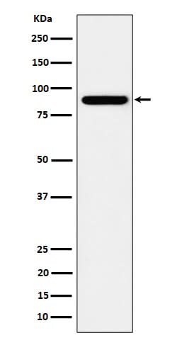 Anti-HOOK2 Rabbit Monoclonal Antibody Boster Bio