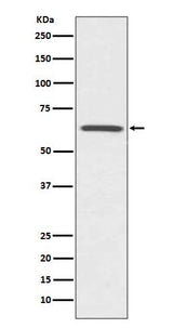 Anti-CDC42EP1/Mse55 Rabbit Monoclonal Antibody Boster Bio