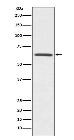 Anti-CDC42EP1/Mse55 Rabbit Monoclonal Antibody Boster Bio