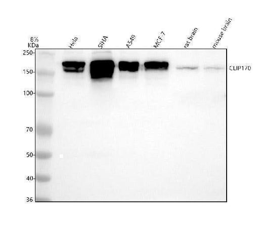 Anti-CLIP170 Rabbit Monoclonal Antibody Boster Bio