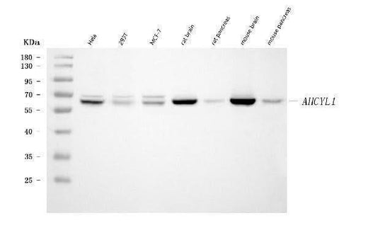 Anti-IRBIT/AHCYL1 Antibody Picoband® (monoclonal, 2E7D9 Boster Bio