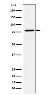 Anti-EXOC3 Rabbit Monoclonal Antibody Boster Bio