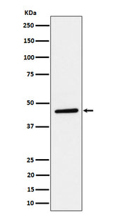 Anti-TAPP1 Rabbit Monoclonal Antibody Boster Bio
