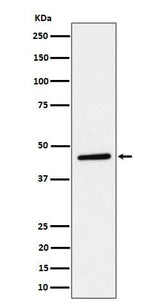 Anti-TAPP1 Rabbit Monoclonal Antibody Boster Bio