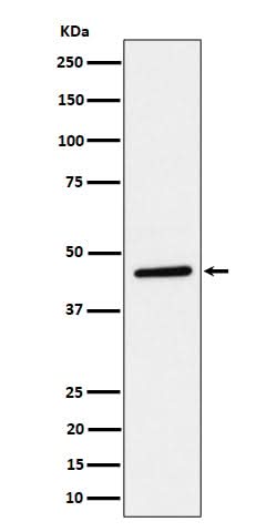 Anti-TAPP1 Rabbit Monoclonal Antibody Boster Bio