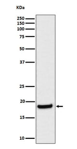 Anti-eIF1A Rabbit Monoclonal Antibody Boster Bio