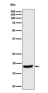 Anti-eIF1A Rabbit Monoclonal Antibody Boster Bio