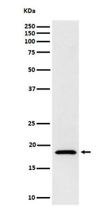 Anti-eIF1A Rabbit Monoclonal Antibody Boster Bio