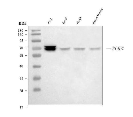 Anti-p66 alpha Rabbit Monoclonal Antibody Boster Bio