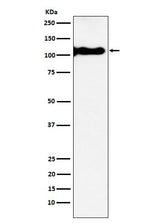 Anti-KA1 Rabbit Monoclonal Antibody Boster Bio