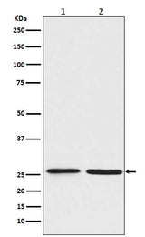 Anti-BNIP1 Rabbit Monoclonal Antibody Boster Bio