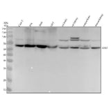 Anti-AER61 Rabbit Monoclonal Antibody Boster Bio