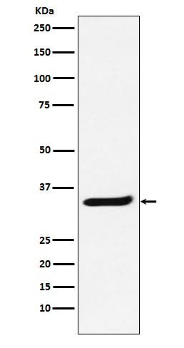 Anti-POLR2C Rabbit Monoclonal Antibody Boster Bio