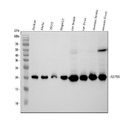 Anti-ATP5H in Antibody Picoband® (monoclonal, 6B12 Boster Bio