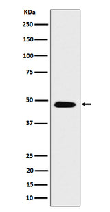 Anti-COPS4 Rabbit Monoclonal Antibody Boster Bio