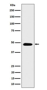Anti-COPS4 Rabbit Monoclonal Antibody Boster Bio