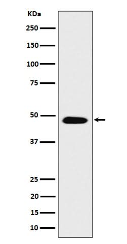 Anti-COPS4 Rabbit Monoclonal Antibody Boster Bio