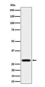 Anti-PEF1 Rabbit Monoclonal Antibody Boster Bio