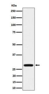 Anti-PEF1 Rabbit Monoclonal Antibody Boster Bio