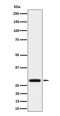 Anti-PEF1 Rabbit Monoclonal Antibody Boster Bio