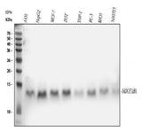 Anti-NDUFAB1 Rabbit Monoclonal Antibody Boster Bio