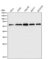 Anti-KLC3 Rabbit Monoclonal Antibody Boster Bio
