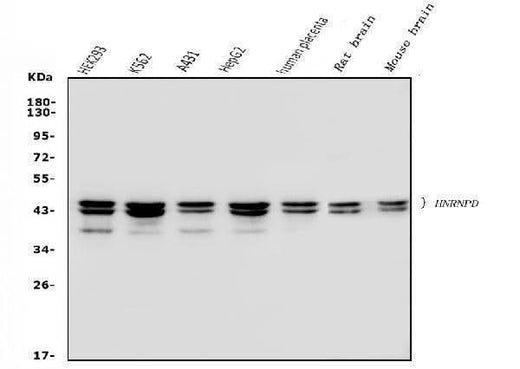 Anti-hnRNP D/AUF1/HNRNPD Antibody Picoband® (monoclonal, 4F3 Boster Bio